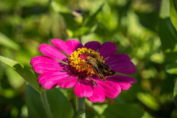 Pequena Mariposa Sentada Centro Pólen Amarelo Uma Cor Magenta Vibrante — Fotografia de Stock