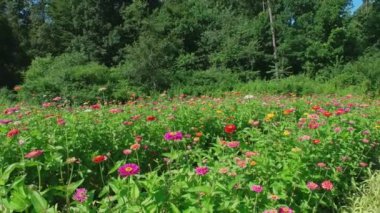 Yazın güneşli bir günde bir tarlada yetişen renkli zinyalar.