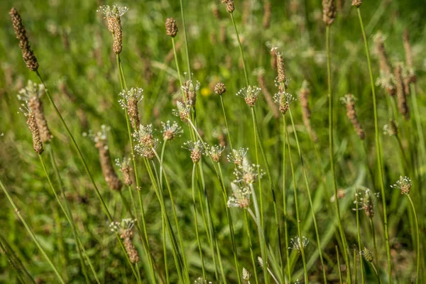 Campo Lleno Flores Silvestres Malezas Hierbas Primer Plano Una Planta — Foto de Stock