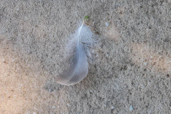 夏の晴れた日にセメントの歩道に鳥から落ちてきた白い灰色の羽屋外軽量で壊れやすい — ストック写真