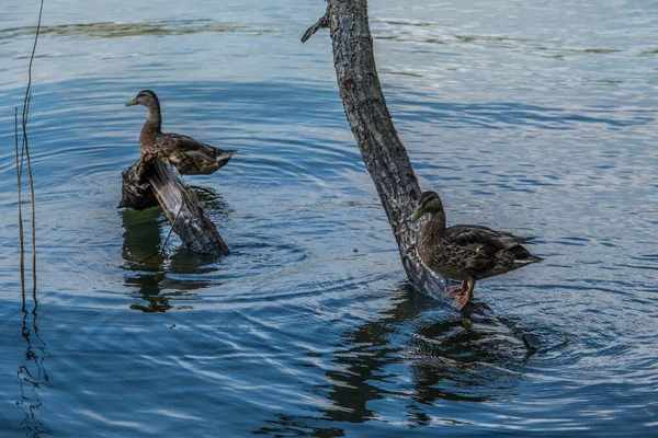 Dois Adultos Sexo Feminino Patos Reais Pacificamente Sombra Logs Saindo — Fotografia de Stock