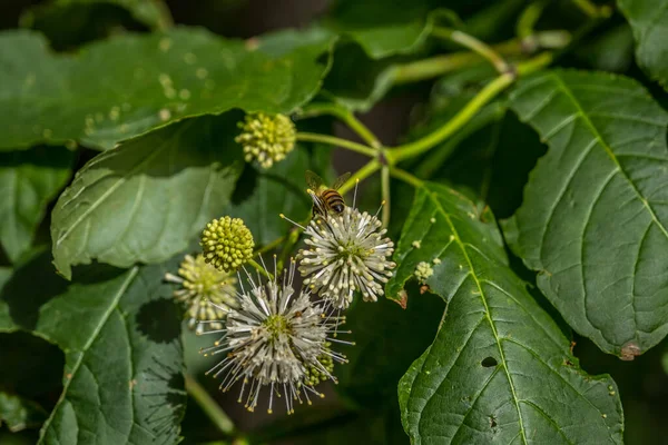 Albinele Care Colectează Polen Dintr Floare Butonbush Care Atrage Tot — Fotografie, imagine de stoc