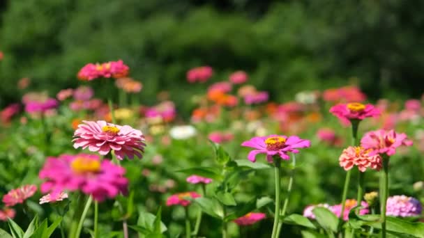 Yazın Güneşli Bir Günde Bir Tarlada Çiçek Açan Farklı Türde — Stok video