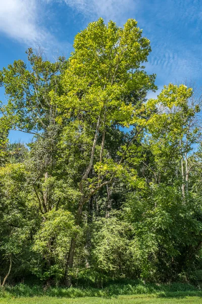 Een Groepering Van Verschillende Soorten Bomen Met Felle Kleuren Gebladerte — Stockfoto