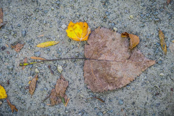 Crushed Decaying Leaves Have Fallen Hiking Trail Covered Sand Grit — Stock Photo, Image