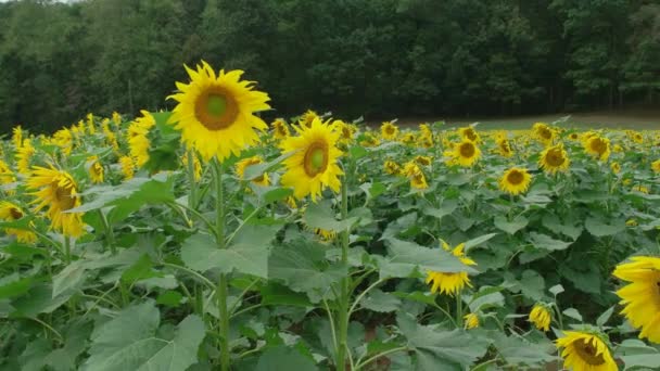 几排大向日葵在田里盛开 吸引着蜜蜂和蝴蝶 — 图库视频影像