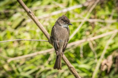Baharın güneşli bir gününde sırtını gösteren bir dalda dinlenen doğu Phoebe kuşu.
