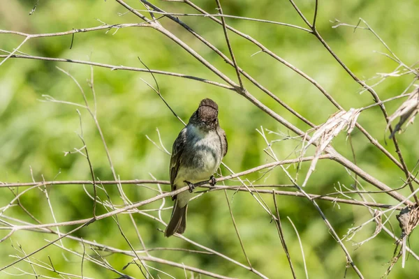 Pássaro Phoebe Oriental Curioso Que Olha Para Trás Dando Olhar — Fotografia de Stock