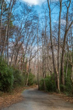 Çıplak ağaçlarla dolu ormanda manzaralı patika kışın güneşli bir günde içeri güneş ışığı salıyor.