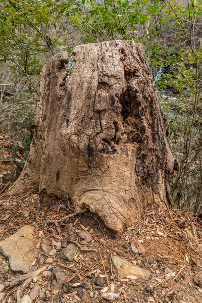 Eski Çürüyen Ağaç Yol Boyunca Çürüyen Ağaç Gövdesi Boyunca Çatlar — Stok fotoğraf