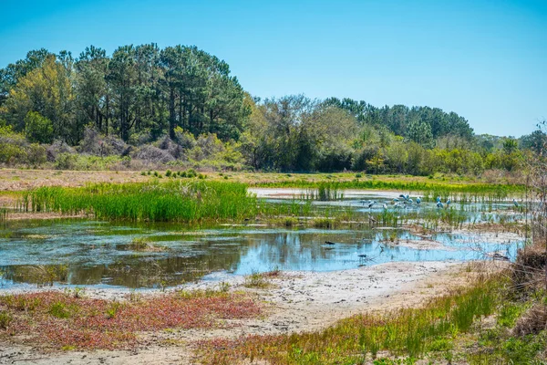 Een Zwaluwvijver Bij Het Toevluchtsoord Met Verschillende Soorten Watervogels Een — Stockfoto