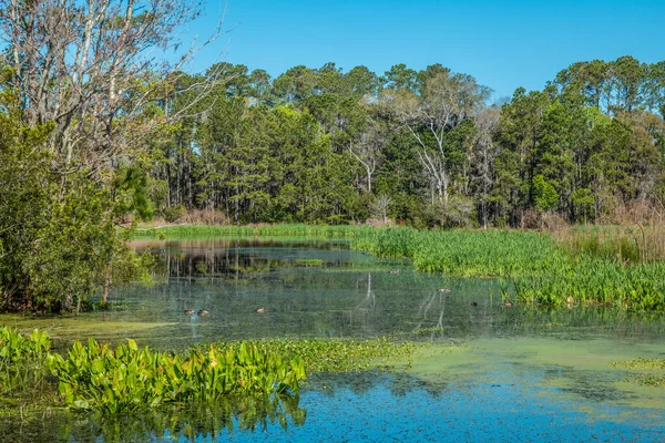 Marshland full of birds and ducks of all kinds with arrowhead plants in the foreground and trees and tall grasses in the background on a bright and sunny day in springtime