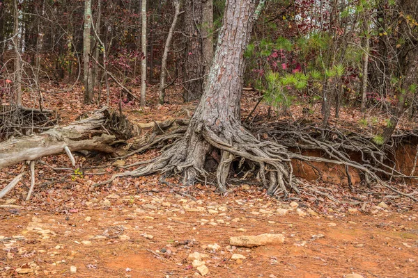 Erosione Una Siccità Lungo Costa Esponendo Radici Degli Alberi Con — Foto Stock