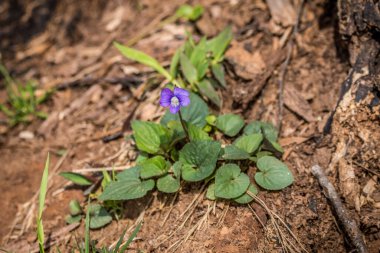 Tek bir mor menekşe çiçeği çiçek açmış ormanın zemininde, güneşli bir baharın ilk günlerinde.
