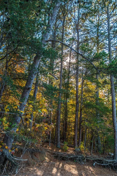 Costa Erodida Lago Olhando Para Floresta Árvores Coloridas Sendo Iluminado — Fotografia de Stock