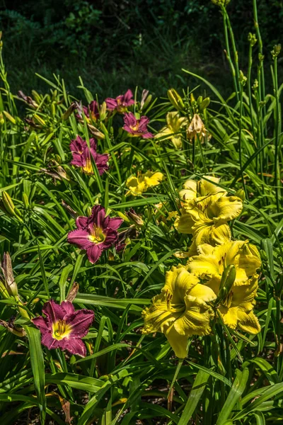 夏に明るい晴れた日に背景の木と花壇に咲く黄色と紫色のユリのコントラスト色のグループ — ストック写真