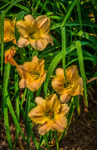 Racimo Vibrantes Daylilies Color Melocotón Con Volantes Rodeados Por Follaje —  Fotos de Stock