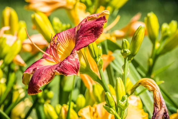 Vue Latérale Rouge Vif Avec Centre Jaune Nénuphar Pleine Floraison — Photo