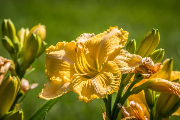 Lis Jaune Profond Avec Des Volants Pleine Floraison Avec Des — Photo