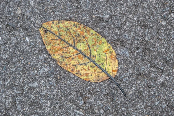 Looking Colorful Leaf Flatten Asphalt Lying Road Has Fallen Tree — Stock Photo, Image