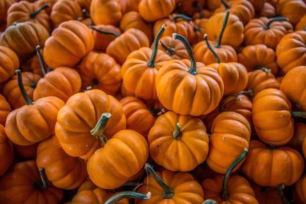 Ogromny Stos Pomarańczowych Mini Dyń Sprzedaż Farmie Jesienny Sezon Zbliżenie — Zdjęcie stockowe