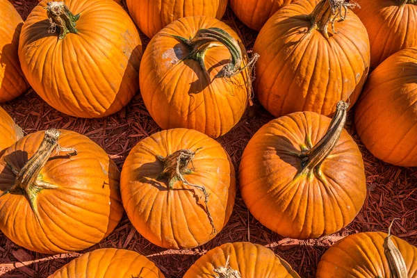 Guardando Basso Primo Piano Zucche Arancioni Luminose Raggruppamento Appena Raccolti — Foto Stock