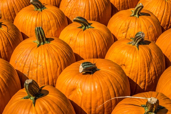 Zucche Arancioni Medio Grandi Raccolte Vendita Una Fattoria Una Luminosa — Foto Stock