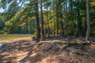 Göldeki kıyı şeridi erozyonu, kumun suyla suyla silinmiş, ağaçların köklerini ortaya çıkarmış, gölgeler sahile düşmüş, sonbaharda ağaçların arasından geçen parlak güneş ışığı altında.