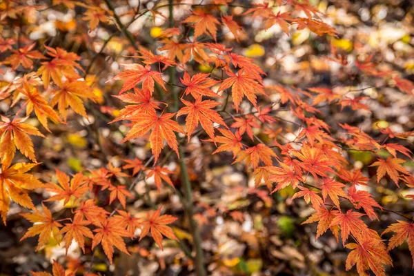 Folhagem Bordo Japonês Closeup Virando Cores Vibrantes Outono Nas Florestas — Fotografia de Stock