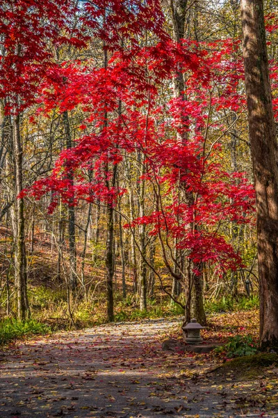 森の中の遊歩道沿いの岩の上にあるセメントガーデンランタンで 秋の晴れた午後には前景に鮮やかな赤いカエデの木があります — ストック写真