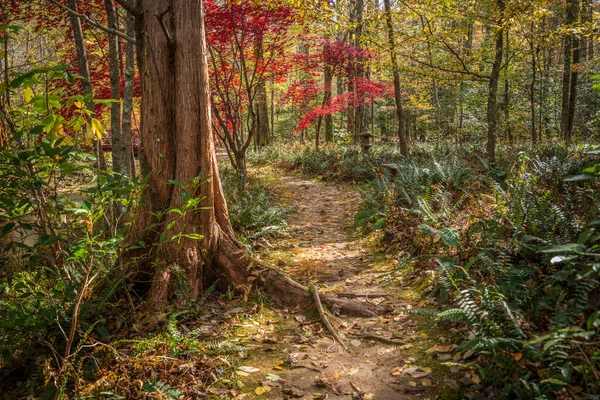 手前に大きな杉の木がある秋の森を抜け 奥には鮮やかな赤色のカエデがあり 道の途中に落ち葉があり 秋の晴れた日にはシダが並んでいます — ストック写真