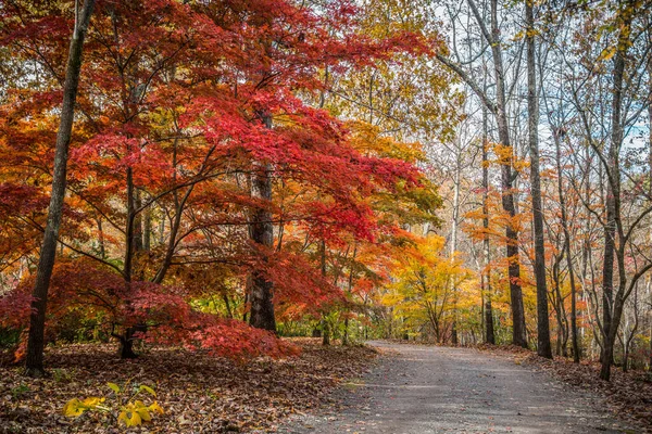 明るい晴れた日に秋に農村部の未舗装道路上で上り坂行く鮮やかなカラフルな木 — ストック写真