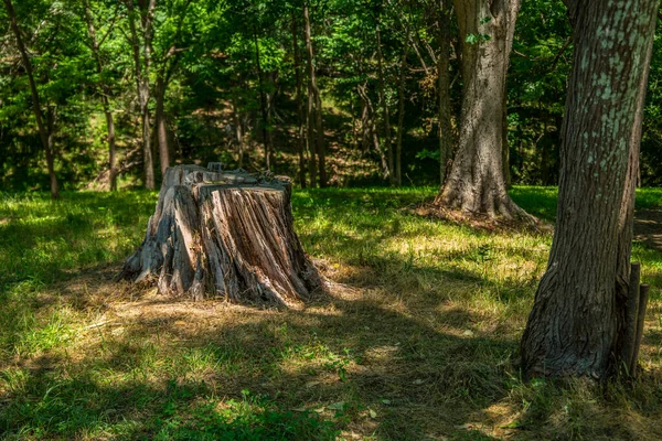 Ein Trockener Rissiger Baumstumpf Der Den Wäldern Verrottet Und Die — Stockfoto