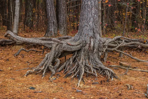 Großer Baumstamm Mit Seinen Knorrigen Verdrehten Wurzeln Vordergrund Hintergrund Die — Stockfoto