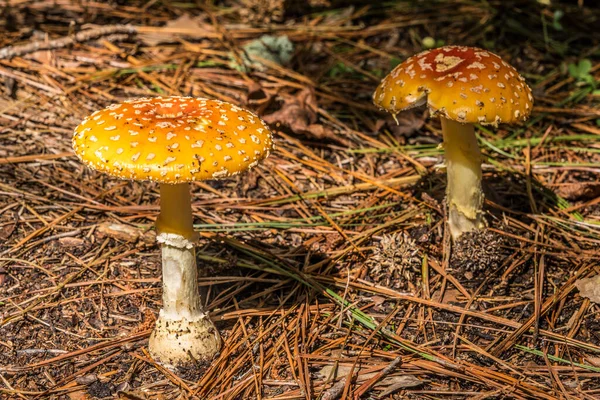 Zwei Orangefarbene Pilze Die Einem Sonnigen Tag Frühherbst Aus Dem — Stockfoto