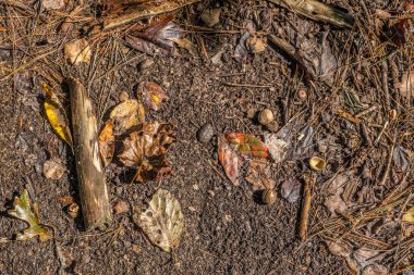 Renkli, çürüyen yapraklar, dallar, meşe palamutları, orman zemininde uzanan palamutlar, çam iğneleriyle çevrili ağaçlardan düştü. Parlak, güneşli bir günde, sonbahar öncesi arka planlarında ve dokularında.