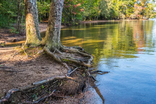 Paio Radici Alberi Esposti Litorale Del Lago Con Boschi Colorati — Foto Stock