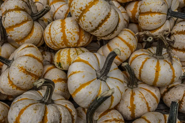 Mini Abóboras Tigre Branco Com Listras Laranja Uma Pilha Para — Fotografia de Stock