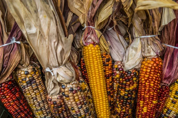 Variety of colorful Indian corn with the husk bundled together for a seasonal fall holiday decoration closeup