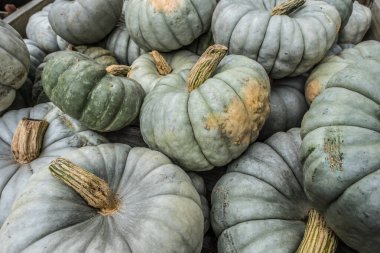 Eşsiz yeşil balkabakları farklı boyutlarda şekillerde ve yeşilin tonlarında bazıları sonbaharda bir çiftlikte satılmak üzere bir çöp kutusunda hayalet görünümlü.