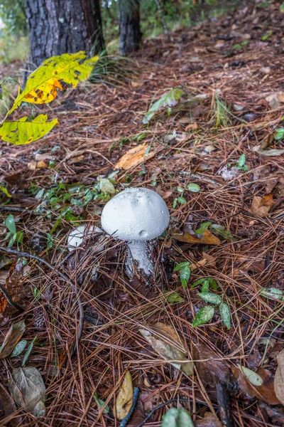 Grande Fungo Bianco Puro Con Secondo Che Emerge Sul Fondo — Foto Stock