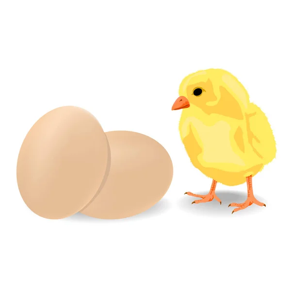 Weinig kip met eieren — Stockvector