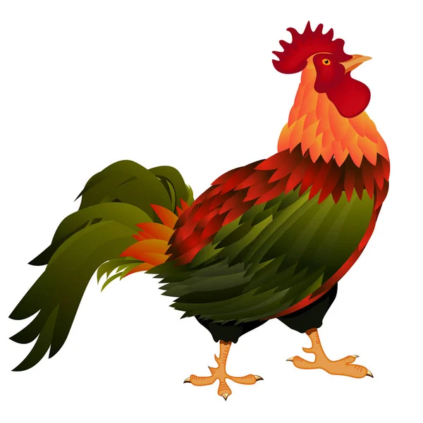 Gallo de pie — Vector de stock