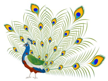 tavuskuşu