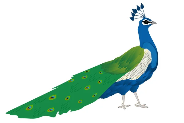 Hermoso pavo real — Vector de stock