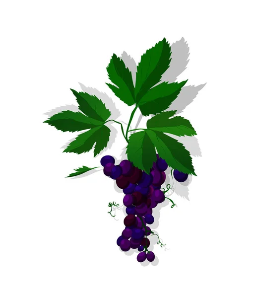 Rode druiven — Stockvector