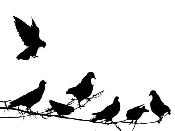 Silhouettes de pigeons — Image vectorielle