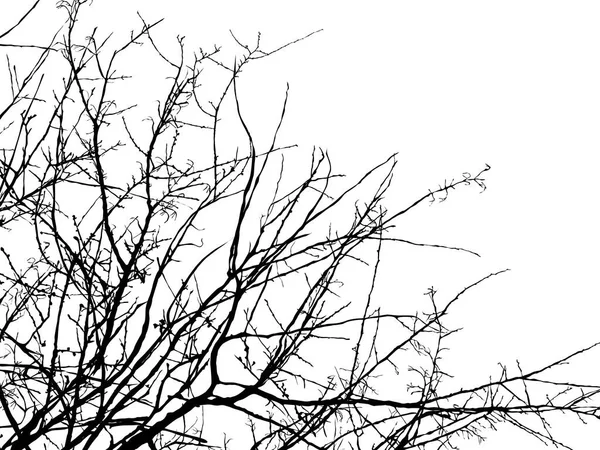 Silhouette ramo albero 2 — Vettoriale Stock