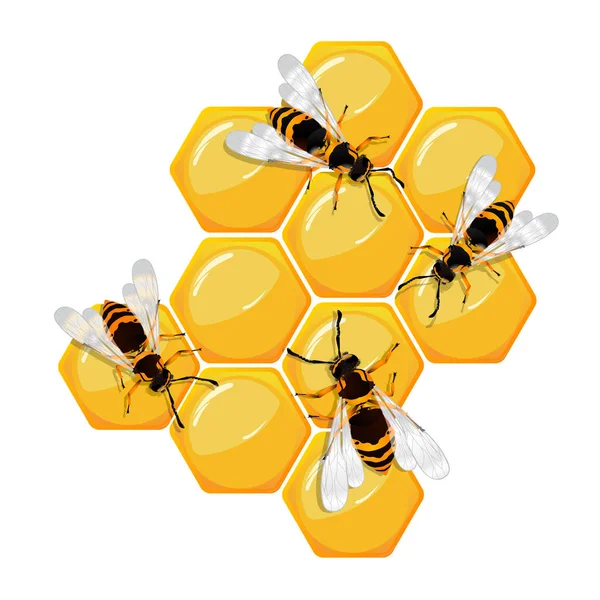 Abelhas em um favo de mel — Vetor de Stock