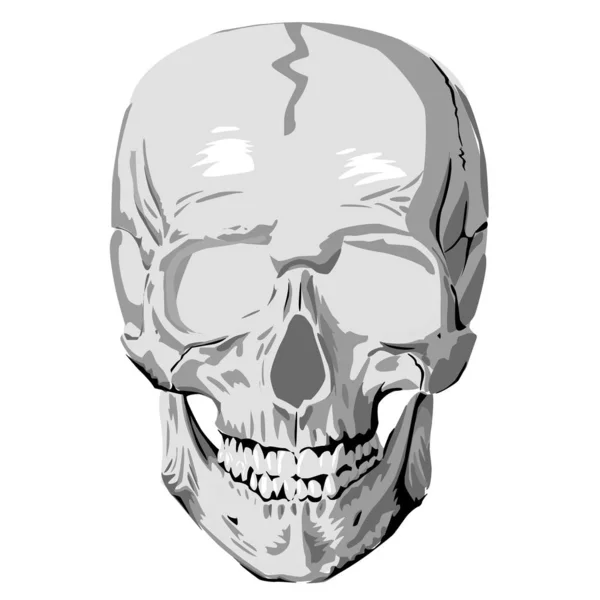 人間の頭蓋骨の図 — ストックベクタ